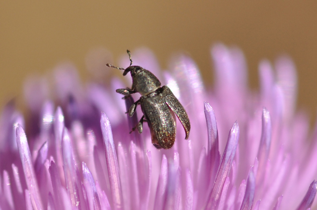 Piccolo curculionidae da ID - Mecinus pyraster